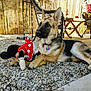 german_shepherd, puppy, dog, toy, plush_toy, minnie_mouse, outdoor, gravel, fence, wicker_chair, table, patio, pet, animal, resting, playful, collar, sunlight, furniture, relaxed