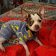 Rexydex joined the competition — help win amazing prizes! dog, small_dog, puppy, sweater, bed, blanket, quilt, indoor, pet, canine, cute, animal, fur, ears, collar, toy, resting, looking_up, colorful, cozy
