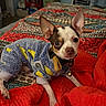dog, small_dog, puppy, sweater, bed, blanket, quilt, indoor, pet, canine, cute, animal, fur, ears, collar, toy, resting, looking_up, colorful, cozy