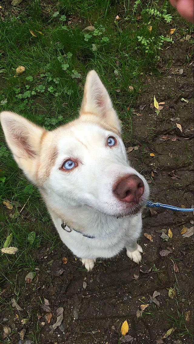 Faya a rejoint le concours — aidez-le/la à gagner de superbes lots ! canaan_dog, canidae, carnivore, dog, dog_breed, east_siberian_laika, ibizan_hound, labrador_husky, mammal, nose, rare_breed_dog, saarloos_wolfdog, seppala_siberian_sleddog, siberian_husky, sled_dog, snout, tamaskan_dog, vertebrate, west_siberian_laika, wolfdog