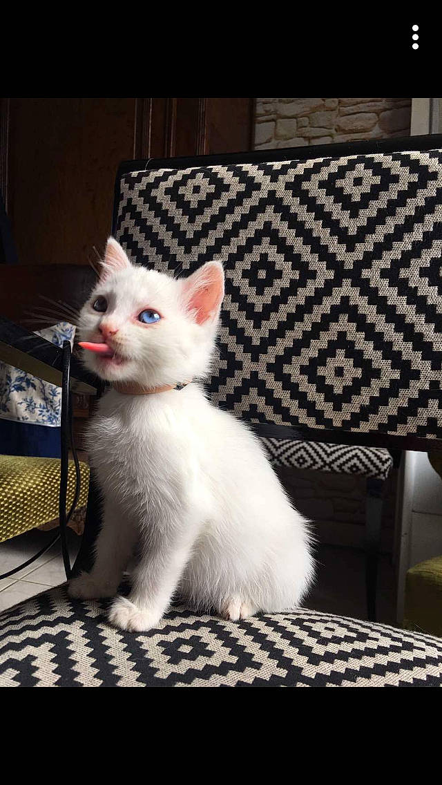 Perle participe au concours pour gagner de l'argent avec cette photo : aegean_cat, asian, burmilla, carnivore, cat, colorpoint_shorthair, domestic_short_haired_cat, felidae, fur, japanese_bobtail, khao_manee, kitten, mammal, ragdoll, small_to_medium_sized_cats, turkish_angora, turkish_van, vertebrate, whiskers, white