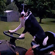 Layla joined the competition — help win amazing prizes! animal, backyard, black_and_white, dog, ears_up, funny_pose, grass, lawn_tractor, mowing, nature, outdoor, pet, playful, seat, shed, steering_wheel, summer, tongue_out, trees, yard