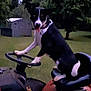 animal, backyard, black_and_white, dog, ears_up, funny_pose, grass, lawn_tractor, mowing, nature, outdoor, pet, playful, seat, shed, steering_wheel, summer, tongue_out, trees, yard