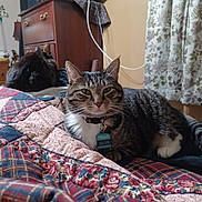 Little Jim is registered to the contest to win money with this photo: cat, tabby_cat, pet, indoor, bedroom, quilt, furniture, curtains, collar, name_tag, animal, resting, cute, domestic_animal, floral_pattern, wooden_dresser, cozy, two_cats, striped_fur, whiskers