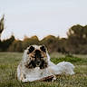 dog, fluffy, grass, stick, outdoor, animal, canine, nature, pet, lying_down, fur, muzzle, ears, tail, field, daylight, calm, cute, portrait, relaxed