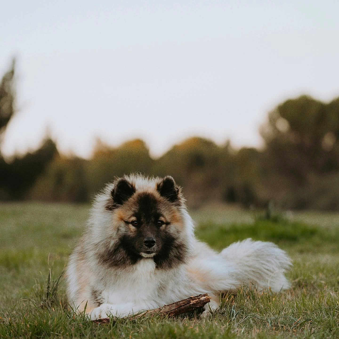 Tokyo participe au concours pour gagner de l'argent avec cette photo : dog, fluffy, grass, stick, outdoor, animal, canine, nature, pet, lying_down, fur, muzzle, ears, tail, field, daylight, calm, cute, portrait, relaxed