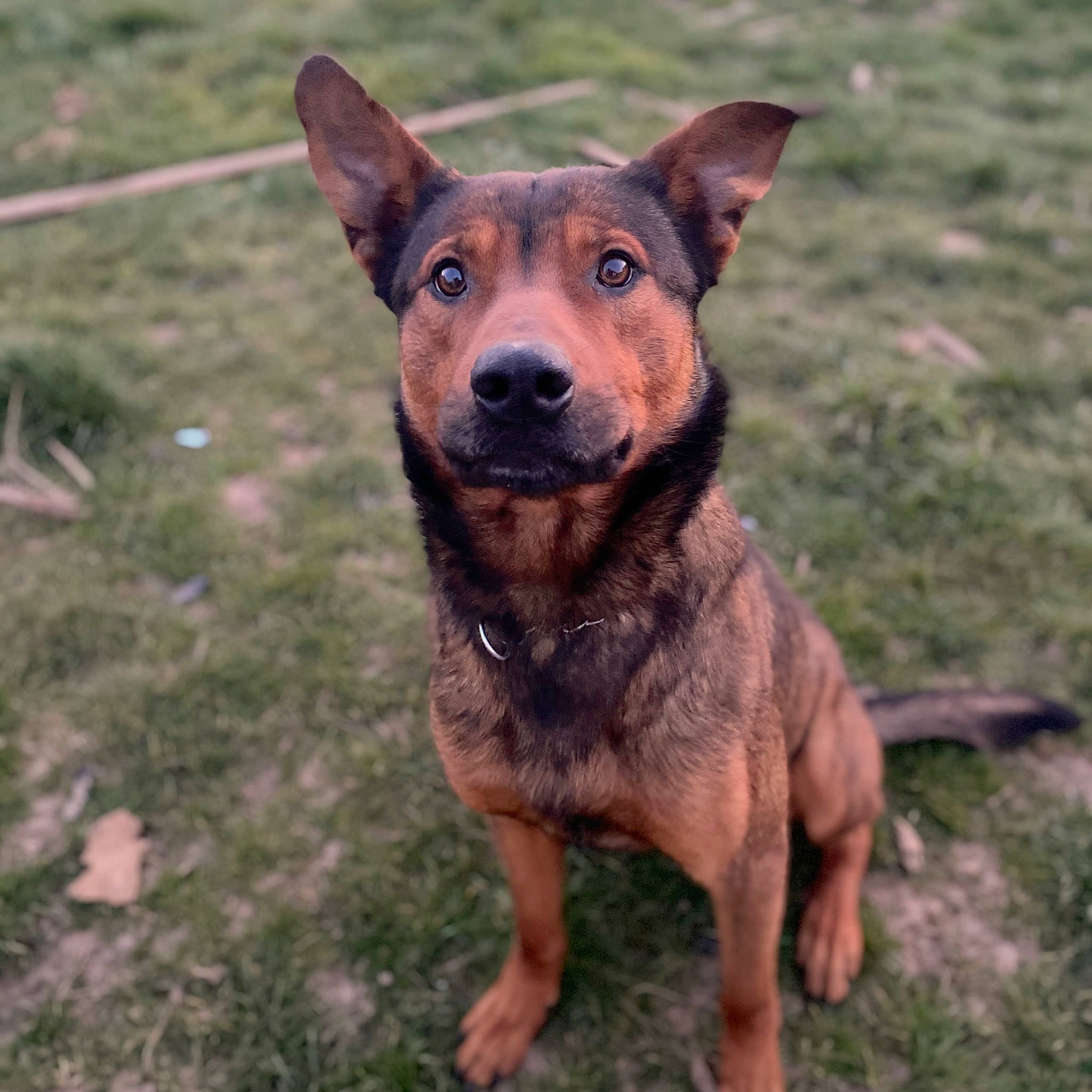 Kaizer participe au concours pour gagner de l'argent avec cette photo : black_and_tan_terrier, canidae, carnivore, dog, dog_breed, fawn, mammal, rare_breed_dog, vertebrate, working_dog