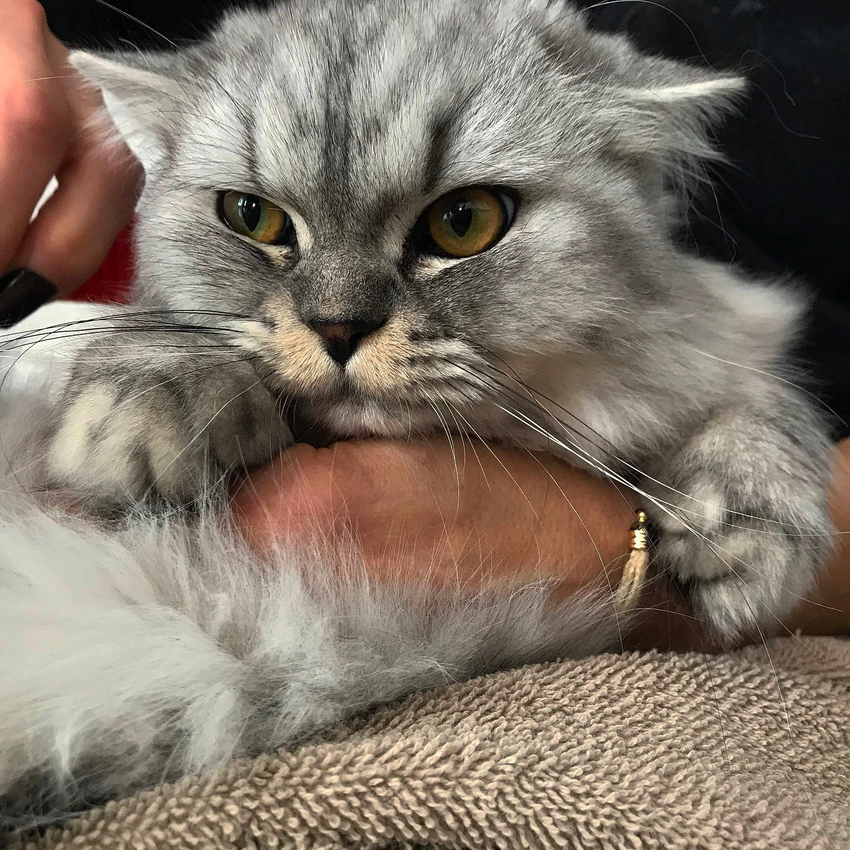 Merlin a rejoint le concours — aidez-le/la à gagner de superbes lots ! abyssinian, adult, angora, animal, blanket, bodypart, cat, couch, finger, furniture, hand, kitten, male, man, manx, person, pet, siamese, snout