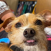 Bobo is registered to the contest to win money with this photo: dog, close_up, pet, scruffy, brown_fur, black_collar, tongue_out, indoor, person, clothing, closet, furniture, face, whiskers, ears, cute, animal, portrait, household, expression