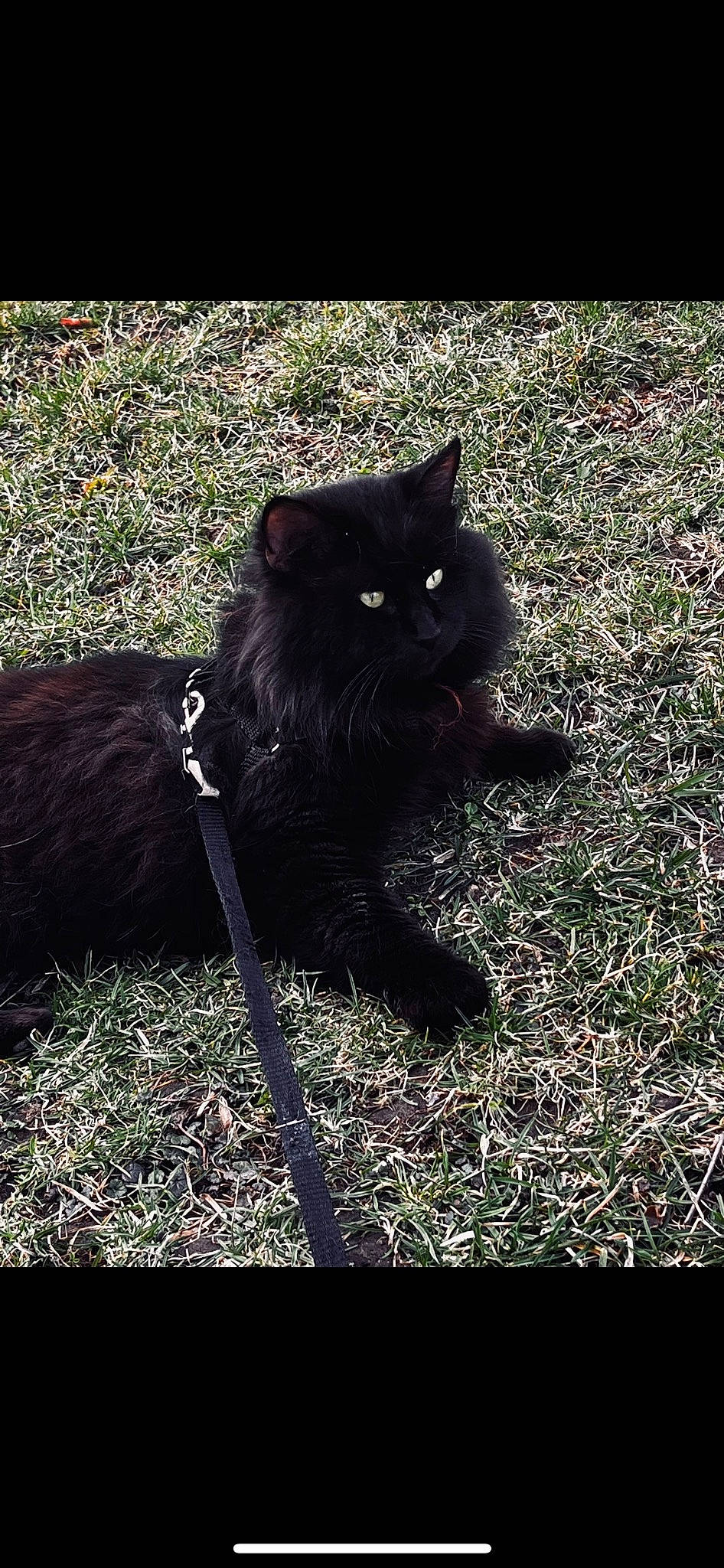 Spook joined the competition — help win amazing prizes! black_cat, bombay, carnivore, cat, domestic_short_haired_cat, felidae, fur, grass, plant, shadow, sitting, small_to_medium_sized_cats, snout, soil, tail, terrestrial_animal, tints_and_shades, tree, whiskers, wildlife