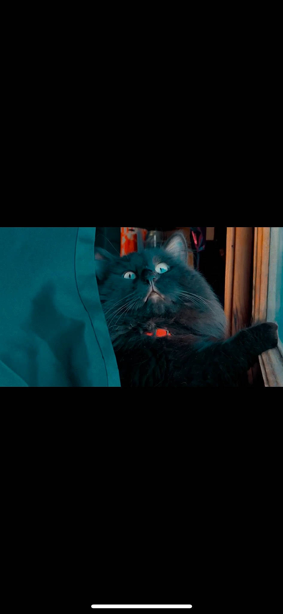 Spook is registered to the contest to win money with this photo: automotive_window_part, carnivore, cat, darkness, display_device, electric_blue, felidae, fiction, fictional_character, fur, glass, pattern, personal_protective_equipment, room, small_to_medium_sized_cats, square, tints_and_shades, vehicle_door, visual_arts, whiskers