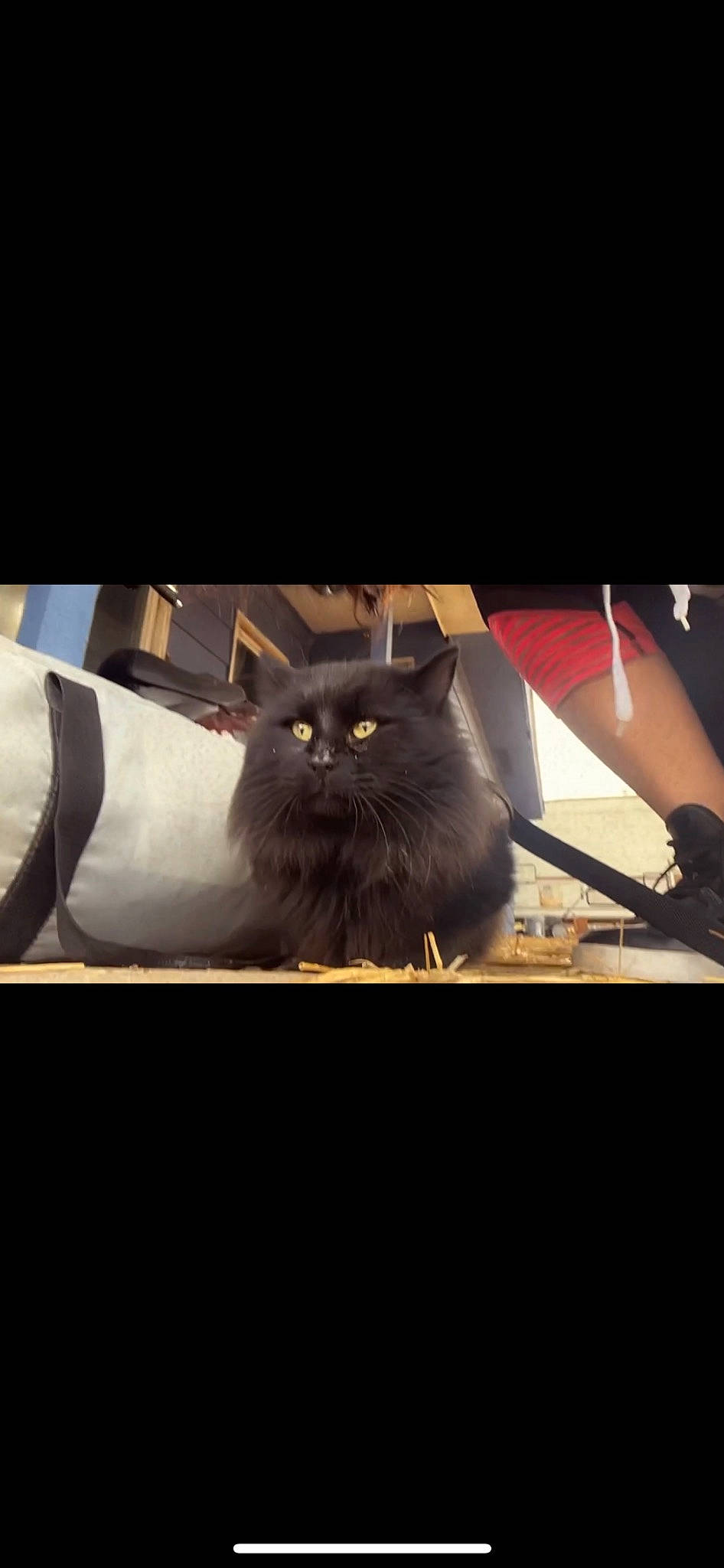 Spook is registered to the contest to win money with this photo: black_cat, carnivore, cat, darkness, felidae, font, fur, grey, metal, photo_caption, room, sitting, sleeve, small_to_medium_sized_cats, square, tail, terrestrial_animal, tints_and_shades, whiskers