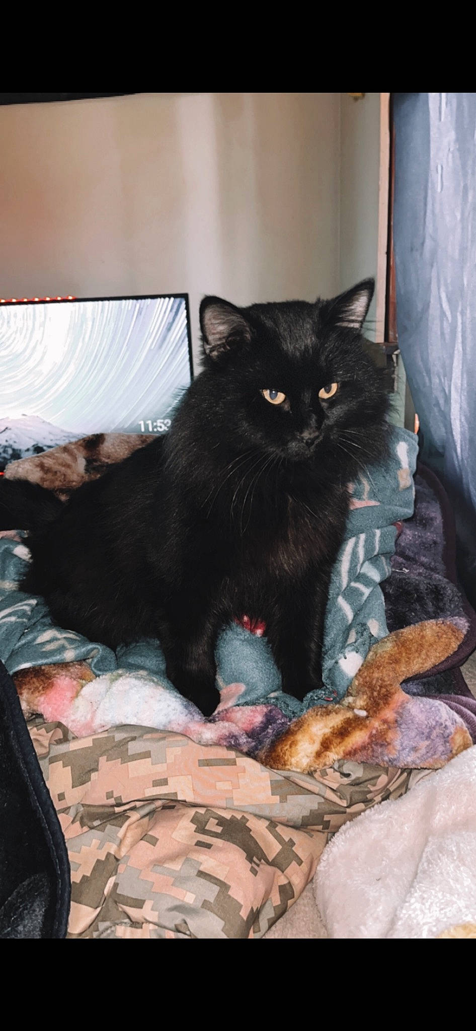 Spook is registered to the contest to win money with this photo: bed, black_cat, bombay, carnivore, cat, cat_supply, claw, comfort, domestic_short_haired_cat, felidae, fur, grey, linens, paw, room, sitting, small_to_medium_sized_cats, tail, whiskers, window