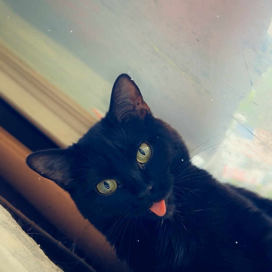 Azreal joined the competition — help win amazing prizes! adorable, animal, black_cat, cat, close_up, cute, ears, feline, fur, heart_shape, indoor, looking, mammal, pet, playful, resting, tongue_out, whiskers, window, yellow_eyes