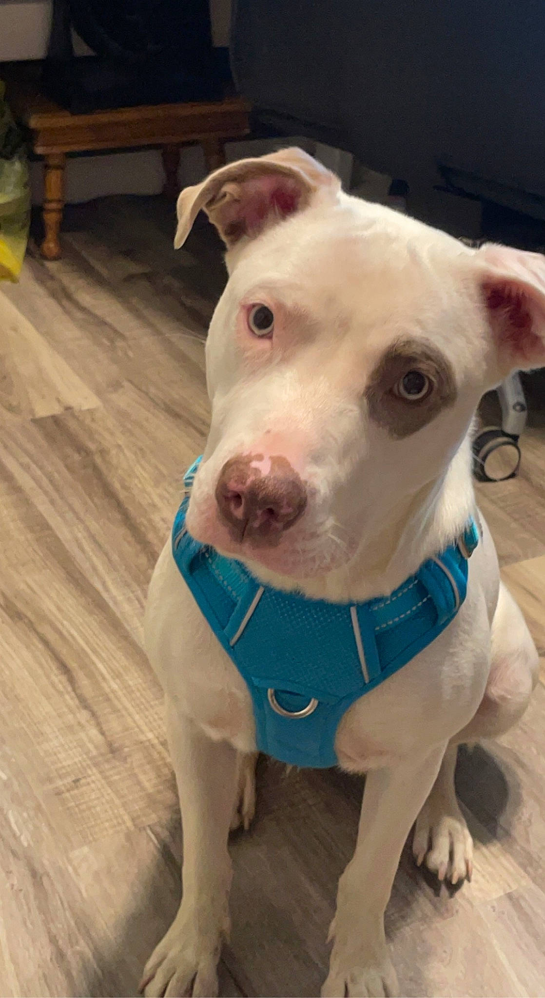 Nala is registered to the contest to win money with this photo: canidae, carnivore, collar, companion_dog, dog, dog_breed, dog_clothes, dog_collar, dog_supply, ear, eye, fawn, hardwood, pet_supply, snout, sporting_group, varnish, whiskers, wood, working_animal