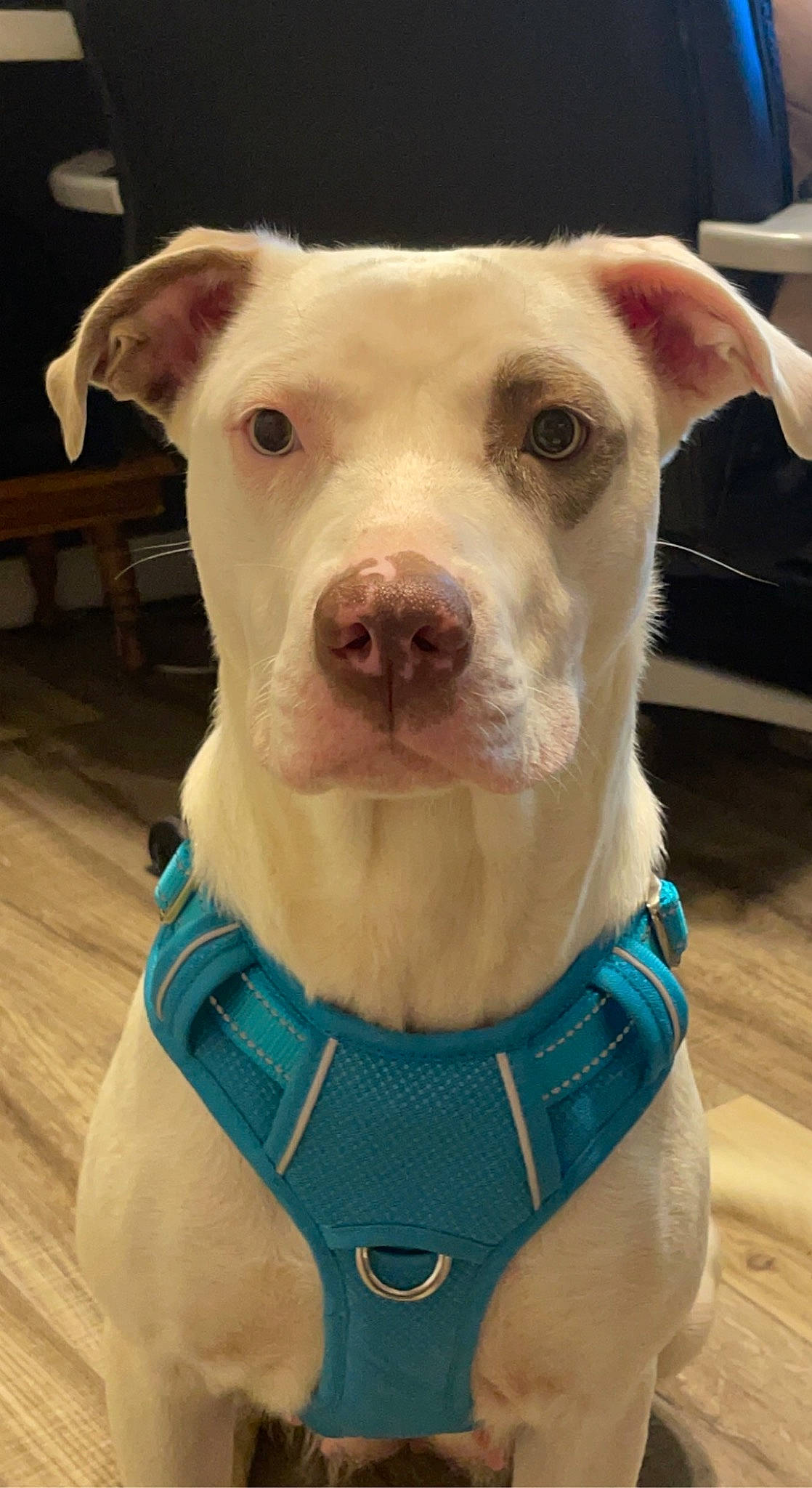 Nala is registered to the contest to win money with this photo: canidae, carnivore, collar, companion_dog, dog, dog_breed, dog_collar, dog_supply, electric_blue, fashion_accessory, fawn, jaw, non_sporting_group, pet_supply, snout, sporting_group, terrestrial_animal, whiskers, working_animal