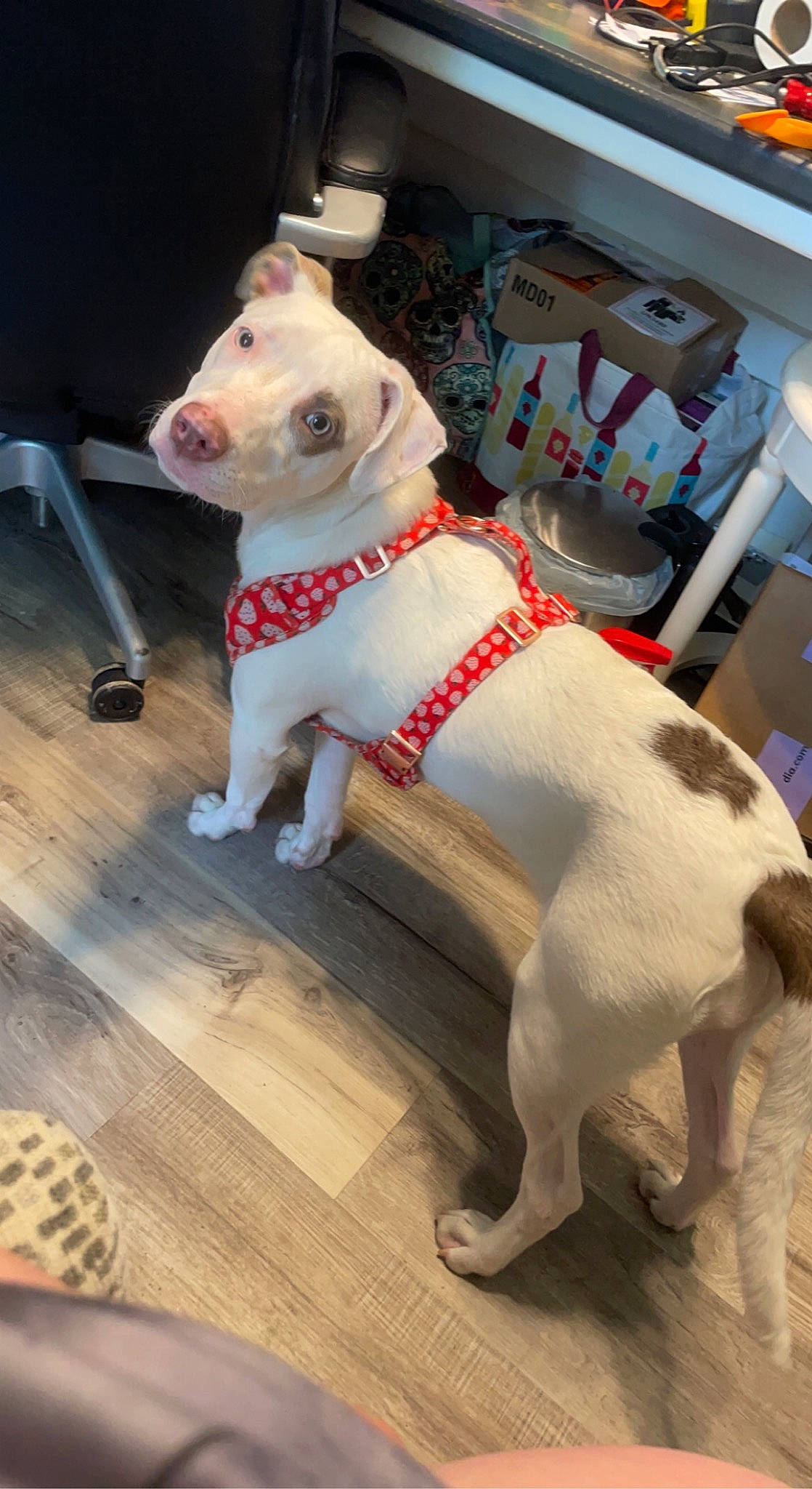 Nala joined the competition — help win amazing prizes! canidae, carnivore, collar, companion_dog, dog, dog_breed, dog_clothes, dog_collar, dog_supply, fawn, flooring, leash, mammal, pet_supply, snout, sporting_group, tail, whiskers, wood, working_animal