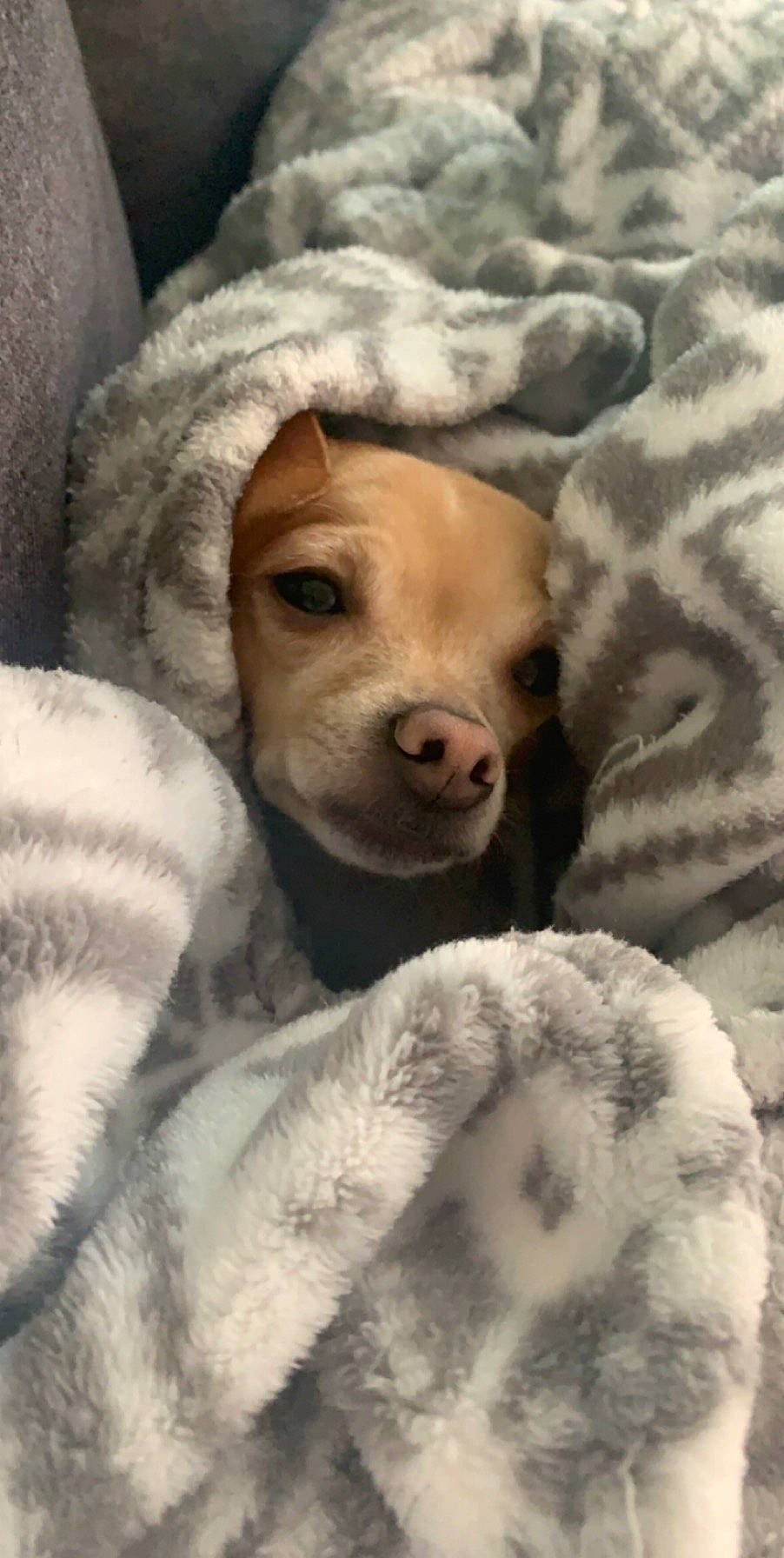 Zoey joined the competition — help win amazing prizes! bedtime, canidae, carnivore, comfort, companion_dog, dog, dog_breed, fawn, fur, linens, nap, non_sporting_group, paw, puppy_love, retriever, snout, sporting_group, terrestrial_animal, whiskers, working_animal