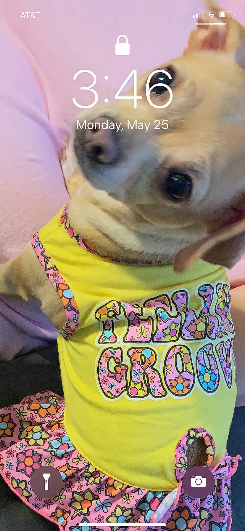 Zoey is registered to the contest to win money with this photo: carnivore, companion_dog, cool, dog, dog_breed, eyewear, fawn, font, fur, happy, magenta, photo_caption, pink, selfie, sleeve, snout, t_shirt, toy_dog, whiskers, working_animal
