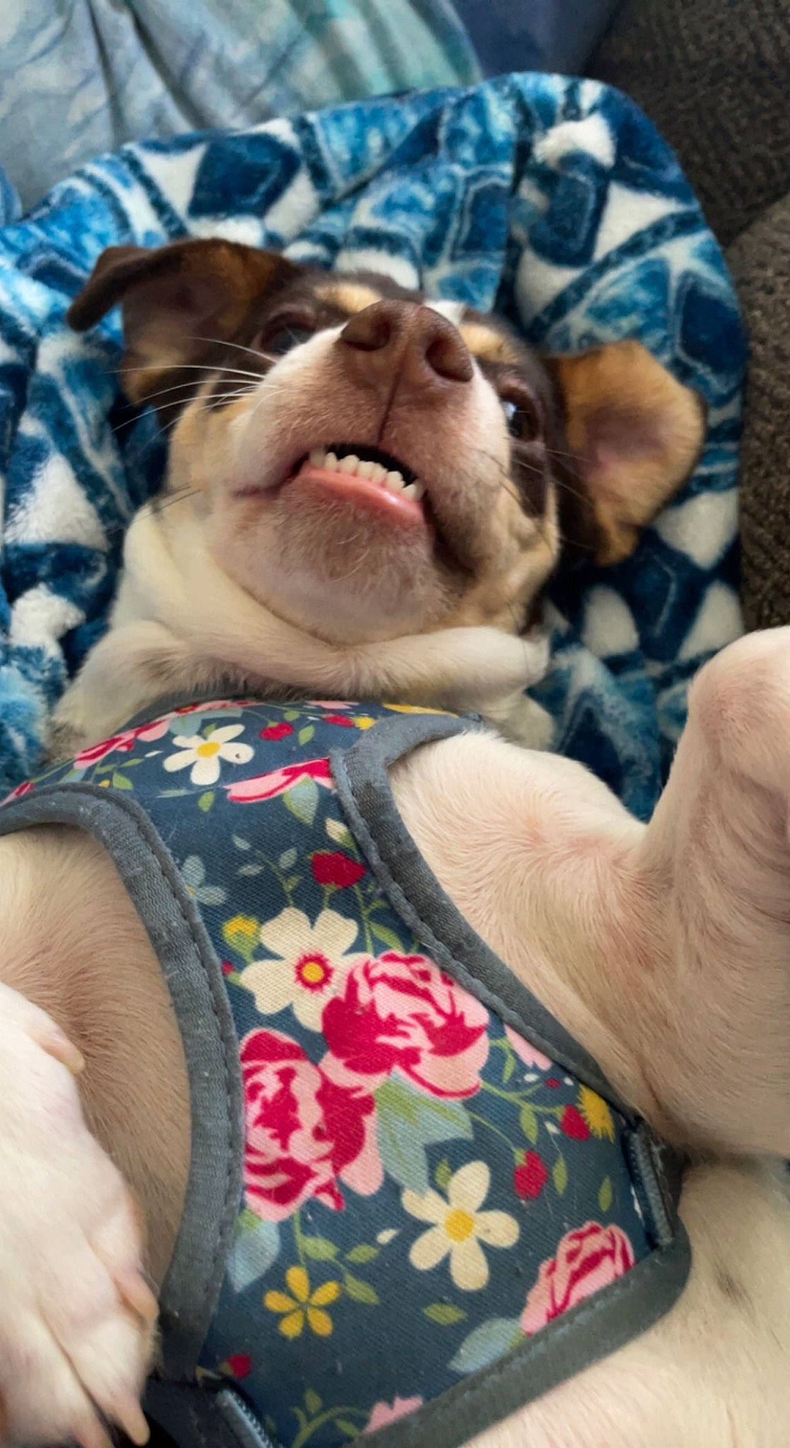 Jolene is registered to the contest to win money with this photo: abdomen, carnivore, chest, comfort, companion_dog, dog, dog_breed, eyewear, fawn, fur, gesture, linens, mammal, pattern, smile, sunglasses, trunk, vertebrate, whiskers, wrinkle