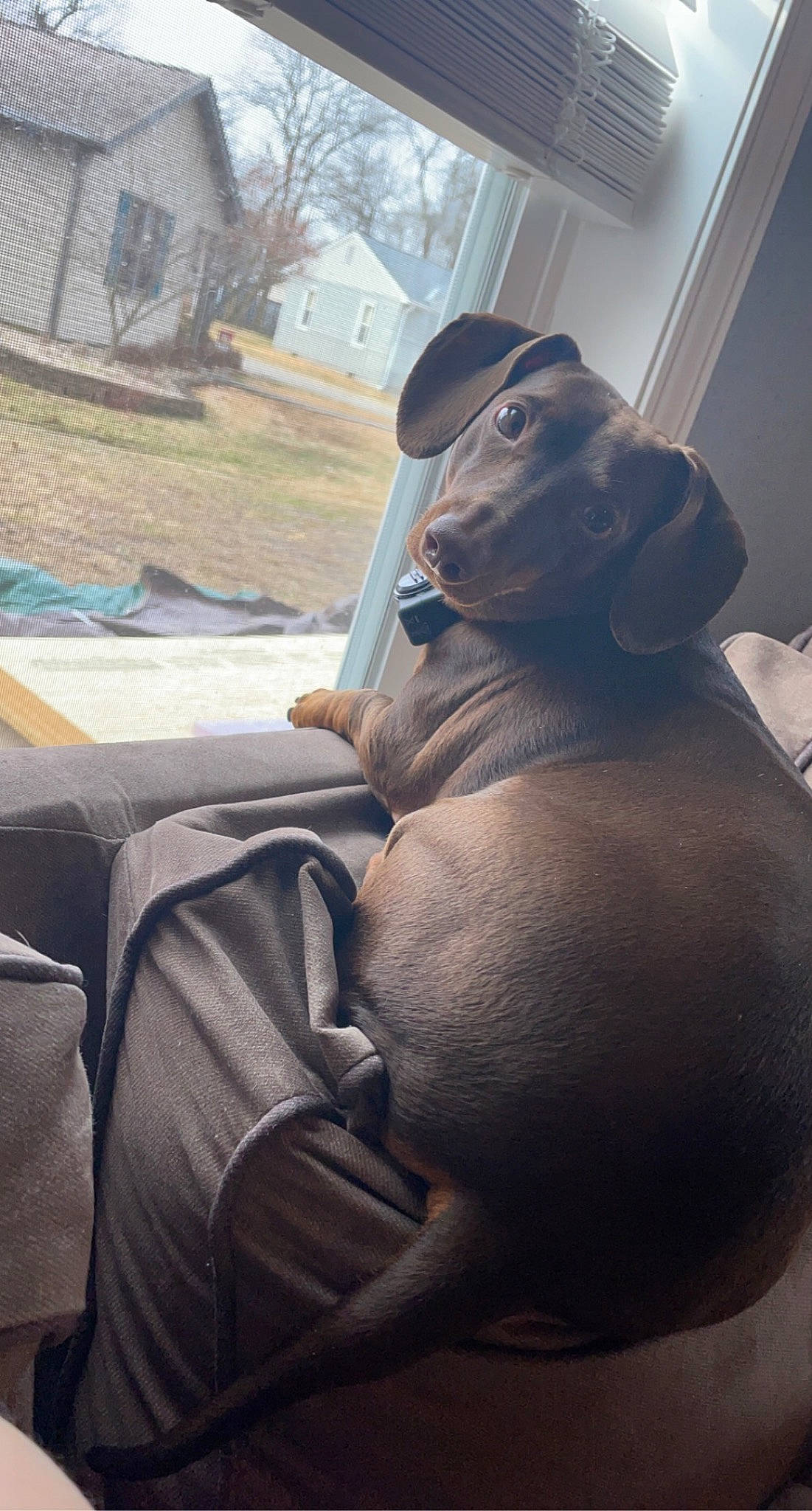 Tuffy is registered to the contest to win money with this photo: carnivore, comfort, companion_dog, dog, dog_breed, eyewear, fawn, guard_dog, human_leg, personal_protective_equipment, plant, sitting, sporting_group, tail, tints_and_shades, toy, tree, vehicle_door, window, working_animal