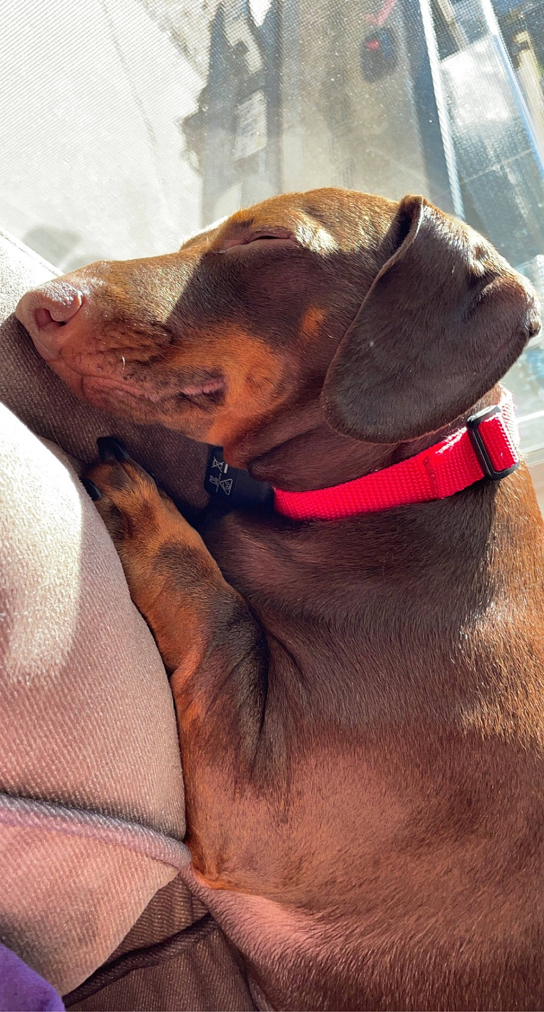 Tuffy is registered to the contest to win money with this photo: canidae, carnivore, collar, comfort, companion_dog, dog, dog_breed, dog_collar, dog_supply, ear, fashion_accessory, fawn, fur, leash, liver, pet_supply, snout, sporting_group, whiskers, working_animal