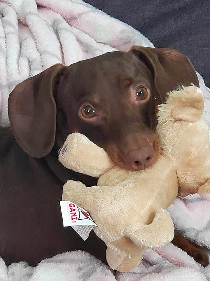 Tuffy is registered to the contest to win money with this photo: brown, canidae, carnivore, comfort, companion_dog, dog, dog_breed, dog_supply, ear, fawn, fur, linens, liver, pet_supply, snout, sporting_group, stuffed_toy, toy, whiskers, working_animal