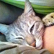 Bulma participe au concours pour gagner de l'argent avec cette photo :