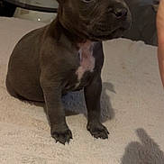 Akila a rejoint le concours — aidez-le/la à gagner de superbes lots ! puppy, dog, gray, white_patch, blanket, indoor, table, glass_table, shadow, thumbs_up_shadow, soft_texture, curious, pet, young_dog, sitting, cozy, household_items, furniture, closeup, cute