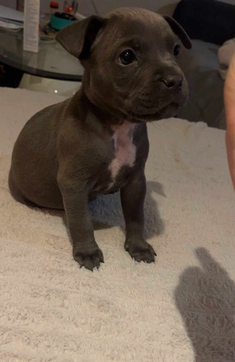 Akila a rejoint le concours — aidez-le/la à gagner de superbes lots ! puppy, dog, gray, white_patch, blanket, indoor, table, glass_table, shadow, thumbs_up_shadow, soft_texture, curious, pet, young_dog, sitting, cozy, household_items, furniture, closeup, cute