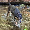 Coal is registered to the contest to win money with this photo: dog, water, stream, rocks, log, outdoor, nature, animal, canine, splashing, wet, playful, forest, greenery, riverbed, pet, mammal, walking, summer, daytime