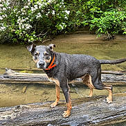 Coal is registered to the contest to win money with this photo: dog, animal, outdoor, water, creek, log, nature, greenery, flowers, orange_collar, canine, wet_fur, standing, shallow_water, summer, forest, pets, wildlife, daytime, curious