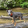dog, animal, outdoor, water, creek, log, nature, greenery, flowers, orange_collar, canine, wet_fur, standing, shallow_water, summer, forest, pets, wildlife, daytime, curious