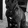 dog, pet, animal, black_and_white, collar, sitting, indoors, doormat, floor, portrait, canine, fur, ears, eyes, nostrils, paw, tile_floor, doorway, mat, quiet