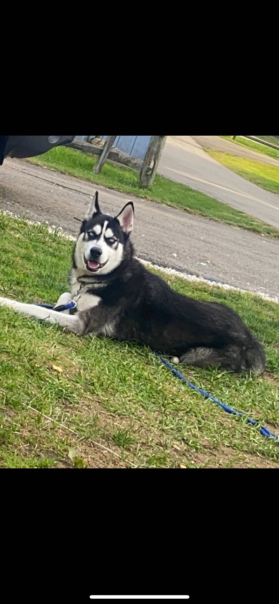 Demon is registered to the contest to win money with this photo: asphalt, canidae, carnivore, collar, companion_dog, dog, dog_breed, dog_collar, dog_supply, grass, non_sporting_group, pet_supply, plant, road_surface, snout, sporting_group, tail, terrestrial_animal, working_animal, working_dog