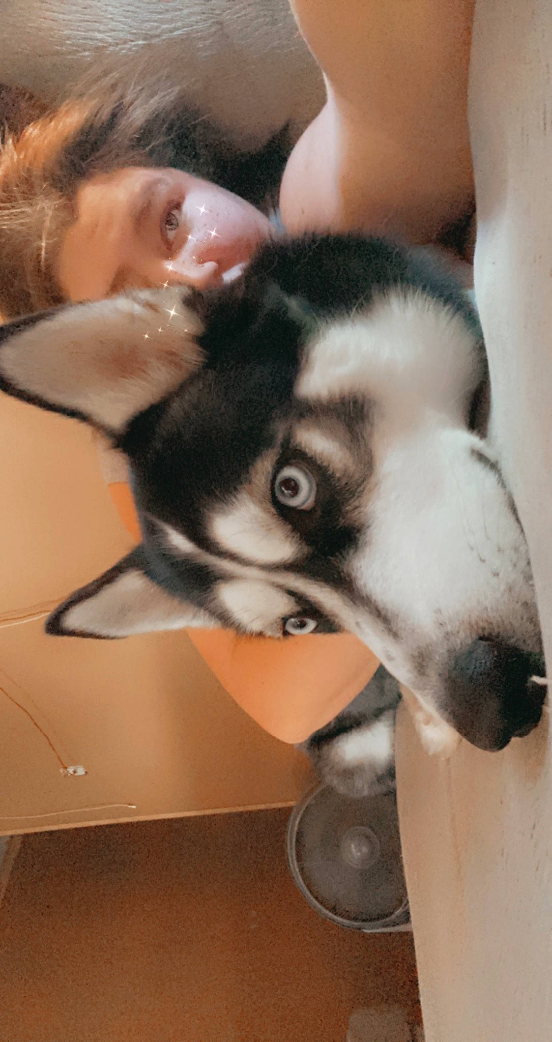 Demon joined the competition — help win amazing prizes! canidae, canis, carnivore, companion_dog, dog, dog_breed, eyelash, fawn, fur, jaw, paw, siberian_husky, sled_dog, snout, sporting_group, terrestrial_animal, whiskers, wildlife, working_animal, working_dog