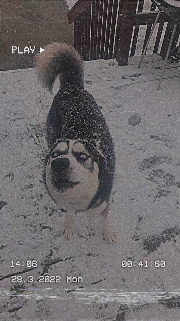 Demon joined the competition — help win amazing prizes! art, asphalt, automotive_tire, carnivore, companion_dog, dog, dog_breed, drawing, flooring, font, fur, illustration, painting, road_surface, sidewalk, snout, sporting_group, tail, terrestrial_animal, tints_and_shades