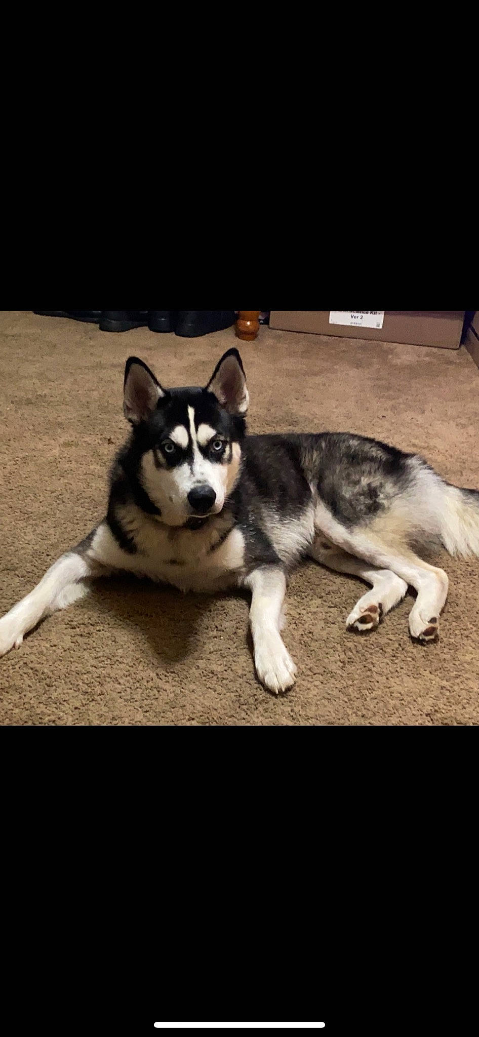 Demon joined the competition — help win amazing prizes! ancient_dog_breeds, canidae, canis, carnivore, companion_dog, dog, dog_breed, foot, fur, non_sporting_group, paw, puppy, siberian_husky, sled_dog, snout, sporting_group, tail, terrestrial_animal, working_animal, working_dog