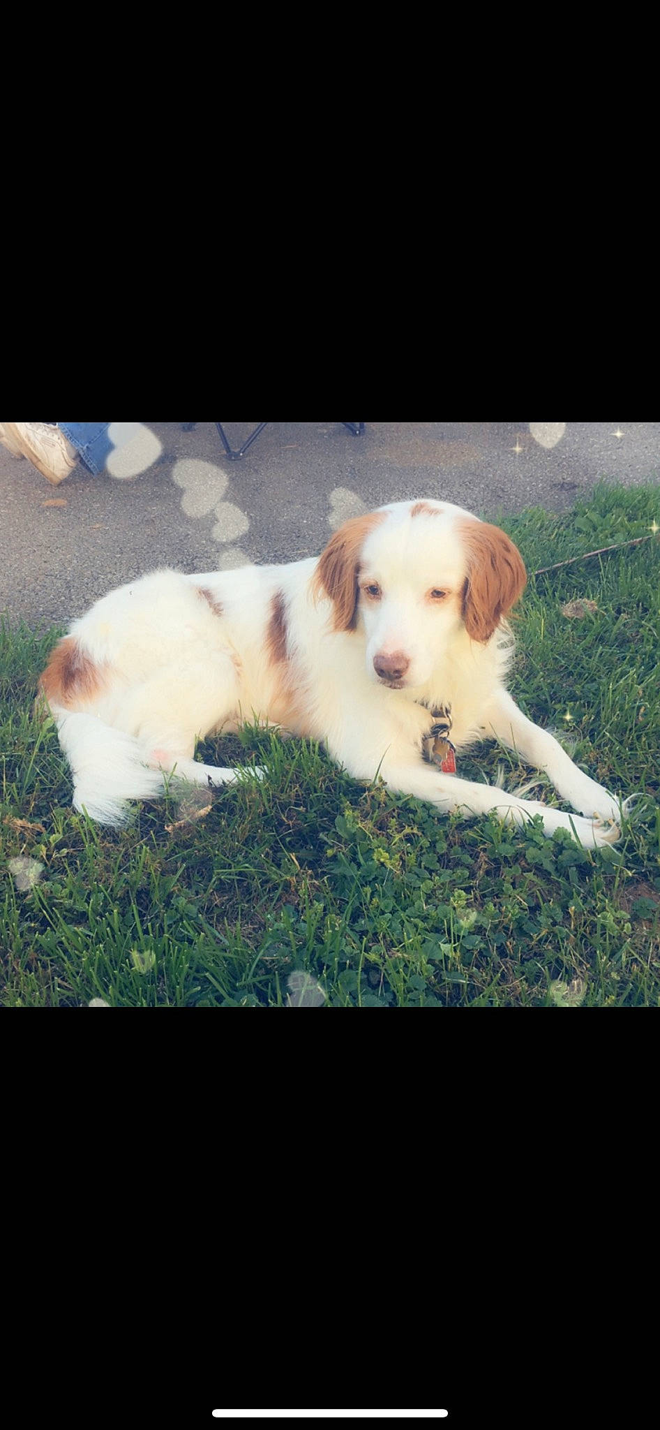 Maxwell joined the competition — help win amazing prizes! carnivore, cloud, companion_dog, dog, dog_breed, fawn, grass, happy, landscape, meteorological_phenomenon, photo_caption, plant, puppy_love, rectangle, sky, sporting_group, square, tail, tints_and_shades