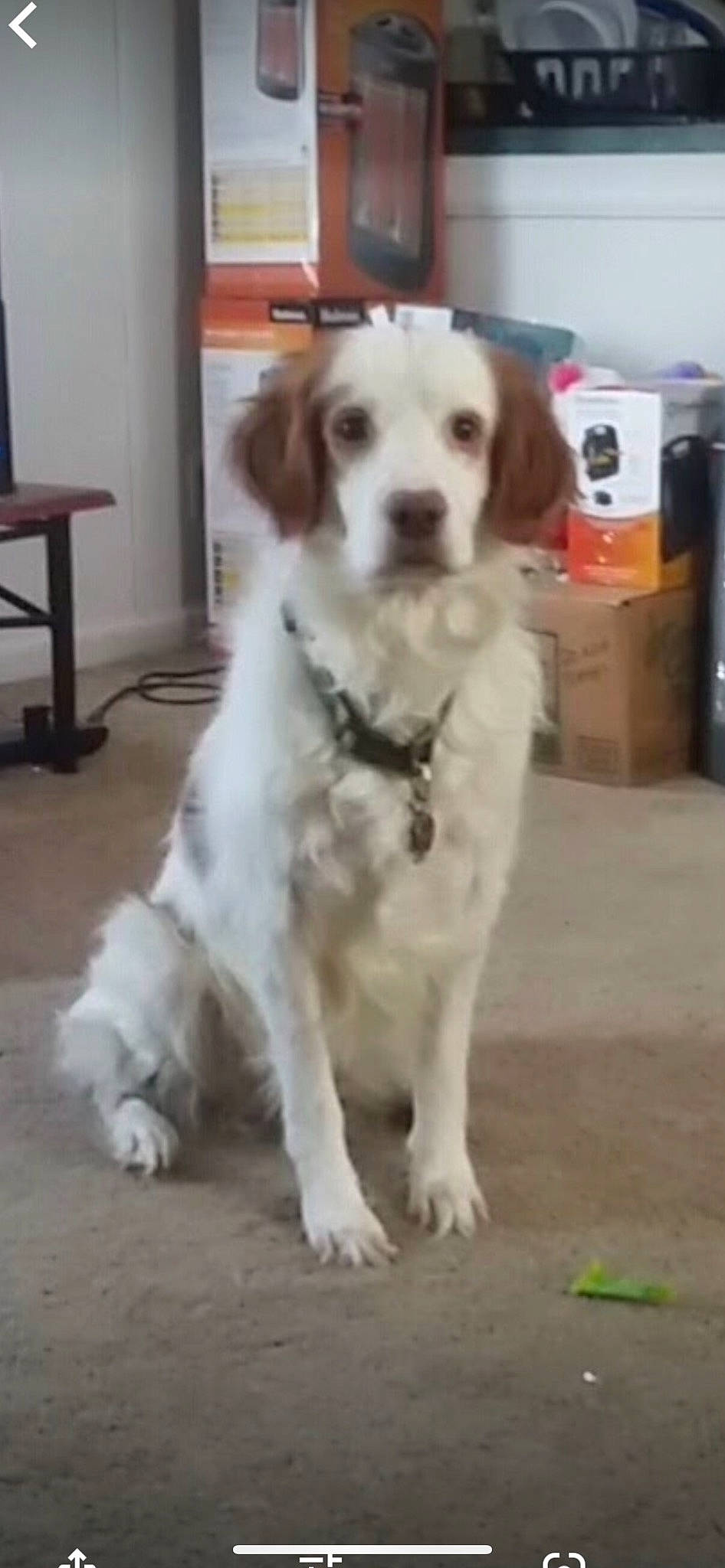 Maxwell is registered to the contest to win money with this photo: box, cabinetry, canidae, carnivore, companion_dog, dog, dog_breed, door, event, flooring, fur, gun_dog, hardwood, snout, sporting_group, working_animal, working_dog