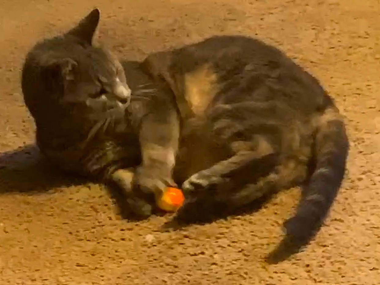 Shadow is registered to the contest to win money with this photo: carnivore, cat, cat_supply, cat_toy, claw, domestic_short_haired_cat, fawn, felidae, fur, paw, pet_supply, sand, small_to_medium_sized_cats, snout, soil, tail, terrestrial_animal, whiskers, wildlife