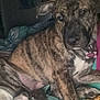 Nova joined the competition — help win amazing prizes! dog, puppy, brindle, bed, blanket, indoor, pet, canine, fur, sleepy, collar, cute, resting, animal, domestic, paw, closeup, young, relaxed, comfort