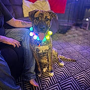 Nova is registered to the contest to win money with this photo: dog, pet, indoor, carpet, patterned_carpet, person, tattoo, barefoot, sofa, couch, glowing_lights, collar, sitting, happy, tongue_out, relaxed, home, furniture, jeans, colorful