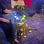 dog, pet, indoor, carpet, patterned_carpet, person, tattoo, barefoot, sofa, couch, glowing_lights, collar, sitting, happy, tongue_out, relaxed, home, furniture, jeans, colorful