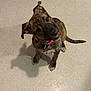 Nova joined the competition — help win amazing prizes! dog, puppy, brindle, collar, pink_collar, pet, indoor, floor, tilted_head, curious, sitting, shadow, canine, young_dog, looking_up, cute, companion, animal, friendly, domestic