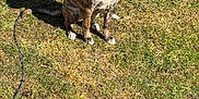 Nova is registered to the contest to win money with this photo: dog, brindle, collar, pet, grass, outdoor, sunlight, shadow, animal, sitting, leash, nature, canine, mammal, daylight, ground, alert, cute, young, domestic