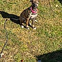 dog, brindle, collar, pet, grass, outdoor, sunlight, shadow, animal, sitting, leash, nature, canine, mammal, daylight, ground, alert, cute, young, domestic