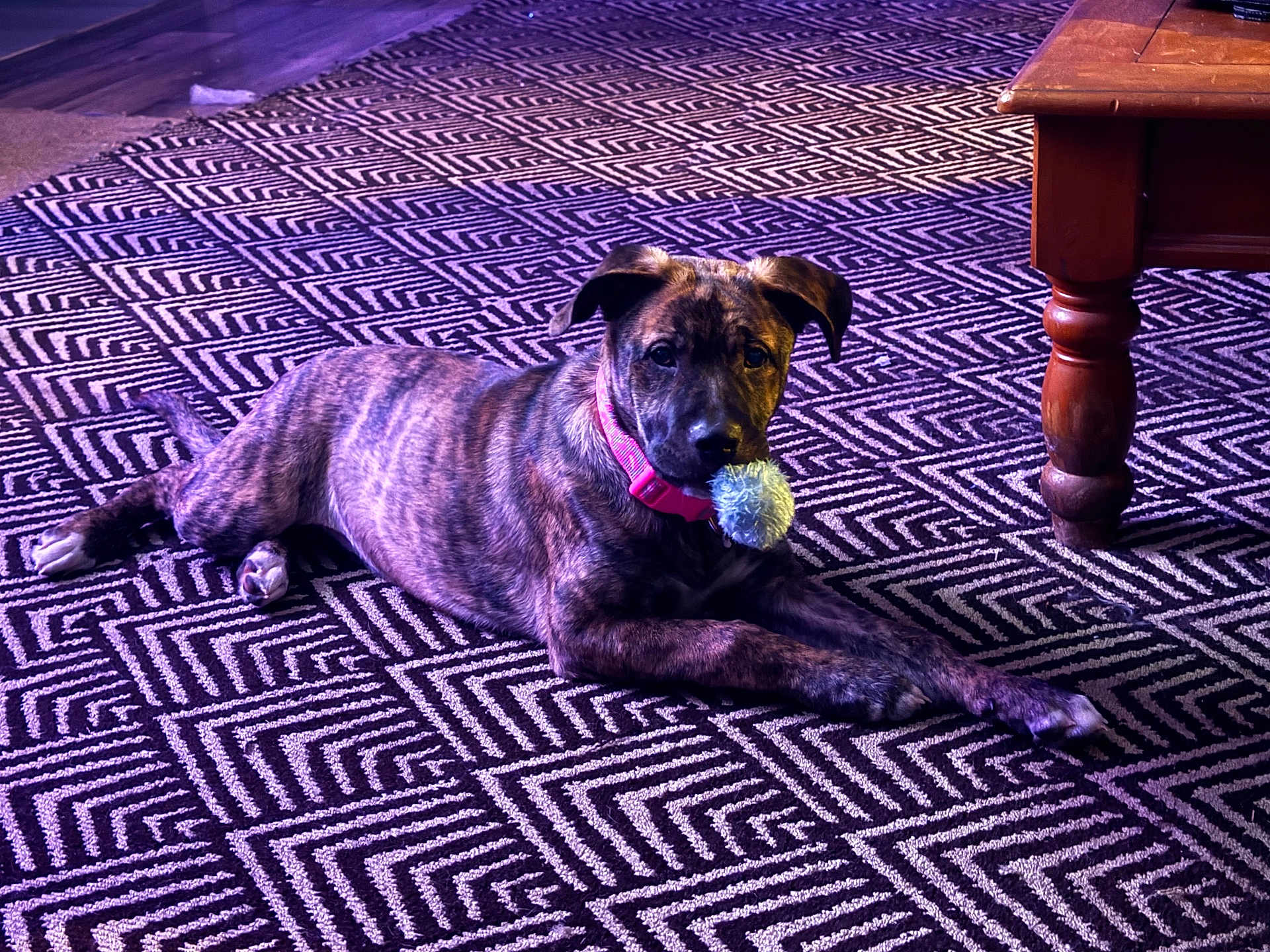 Nova