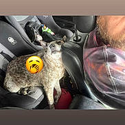 Freckles Gillaspy joined the competition — help win amazing prizes! dog, car, car_seat, person, beard, hoodie, seat, yawn_emoji, interior, relaxed, animal, pet, resting, travel, leather_seat, furniture, casual_clothing, side_view, daylight, companion