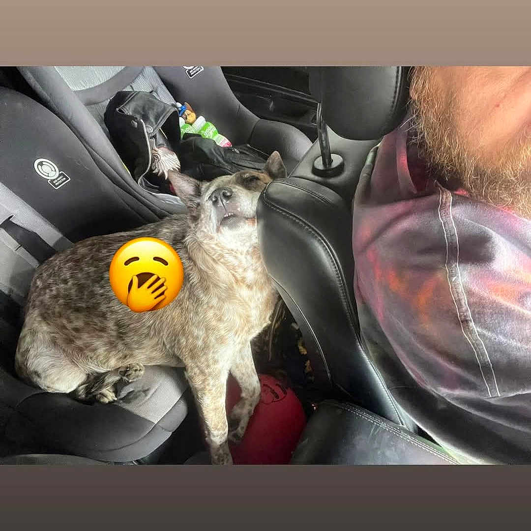 Freckles Gillaspy joined the competition — help win amazing prizes! animal, beard, car, car_seat, casual_clothing, companion, daylight, dog, furniture, hoodie, interior, leather_seat, person, pet, relaxed, resting, seat, side_view, travel, yawn_emoji